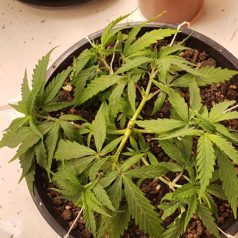 K #1 hermafrodita  growlog timeline photo