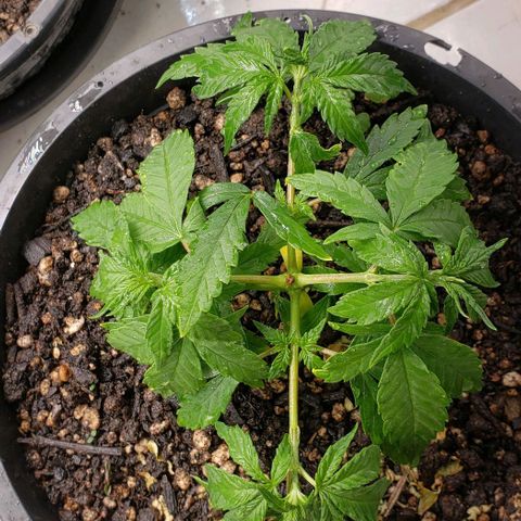 Prensend  growlog timeline photo