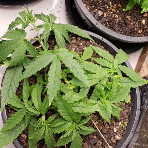 K #2 growlog timeline photo