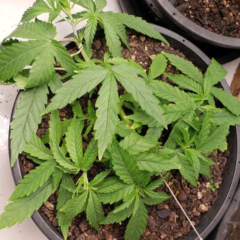 K #2 growlog timeline photo