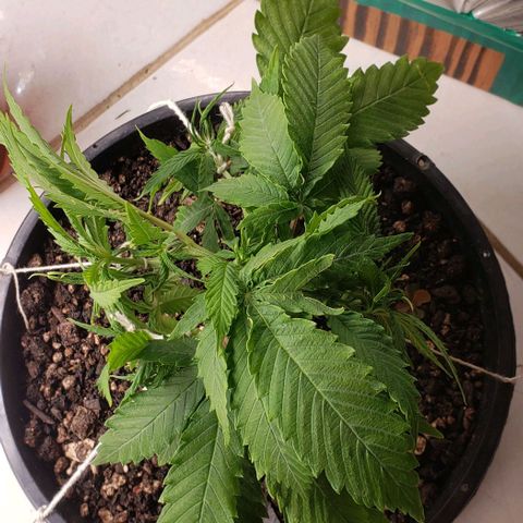 Kalifa growlog timeline photo