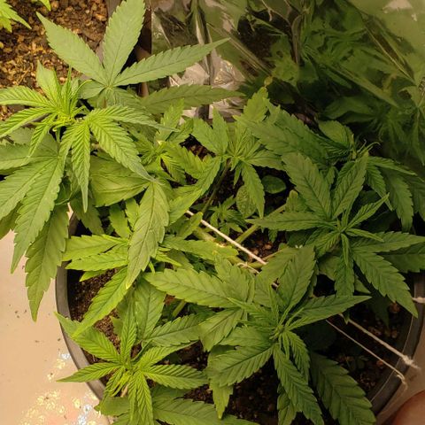K #2 growlog timeline photo