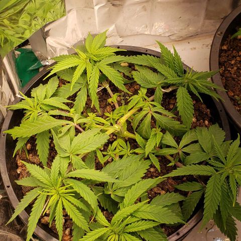 K #1 hermafrodita  growlog timeline photo