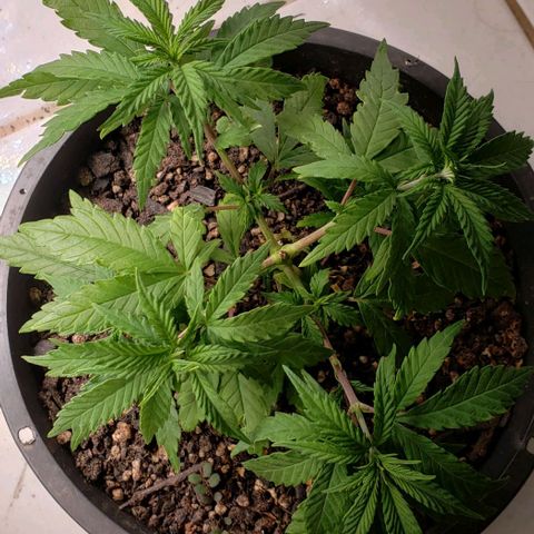Prensend  growlog timeline photo