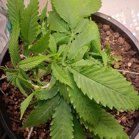 Kalifa growlog timeline photo