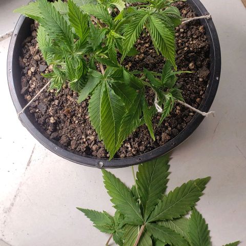 Kalifa growlog timeline photo
