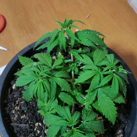 Prensend  growlog timeline photo