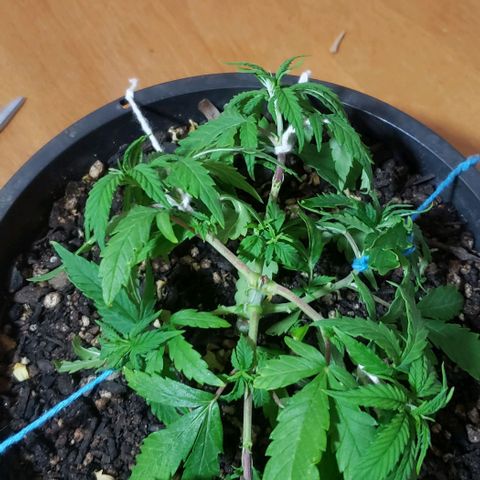 Prensend  growlog timeline photo
