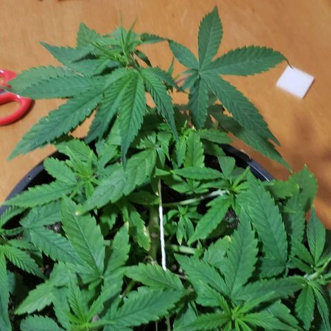 K #2 growlog timeline photo