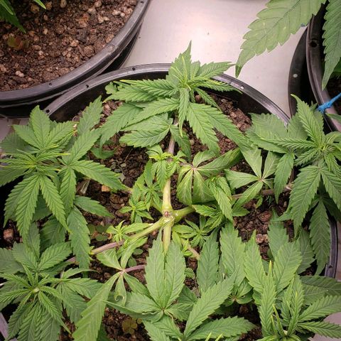 K #1 hermafrodita  growlog timeline photo