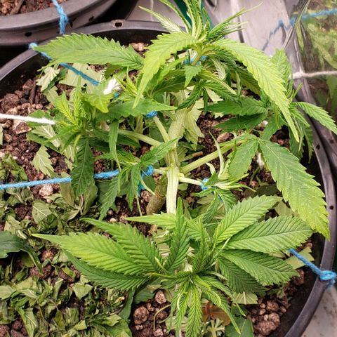 Kalifa growlog timeline photo