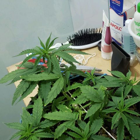 K #2 growlog timeline photo