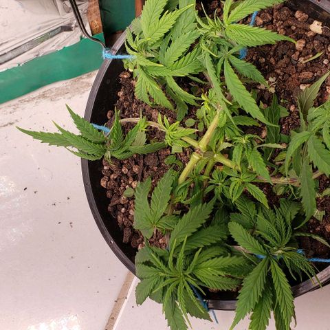 K #1 hermafrodita  growlog timeline photo