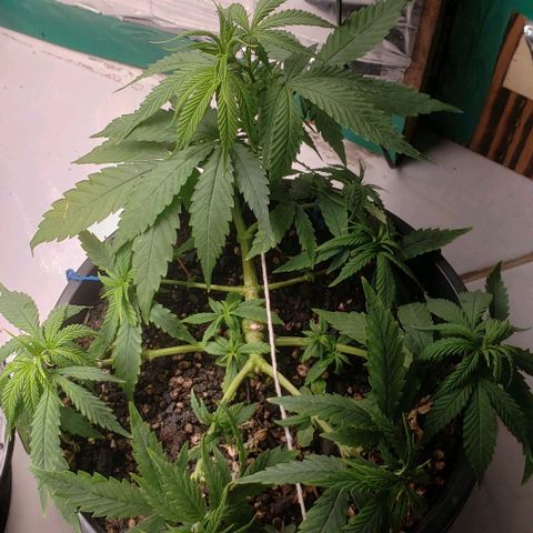 K #2 growlog timeline photo