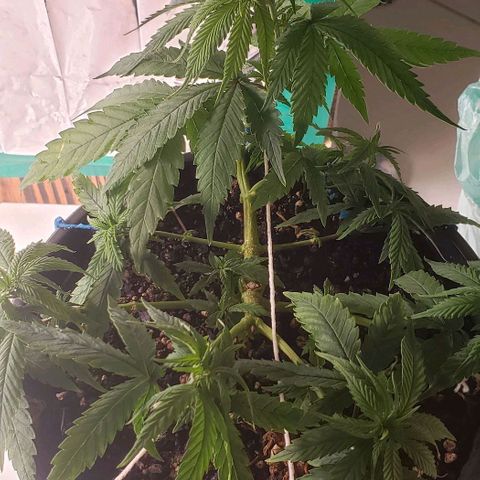 K #2 growlog timeline photo
