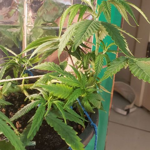 K #2 growlog timeline photo