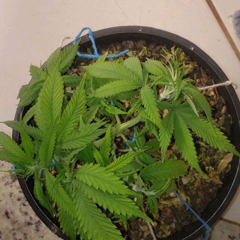 Kalifa growlog timeline photo