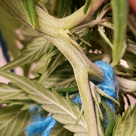 Kalifa growlog timeline photo