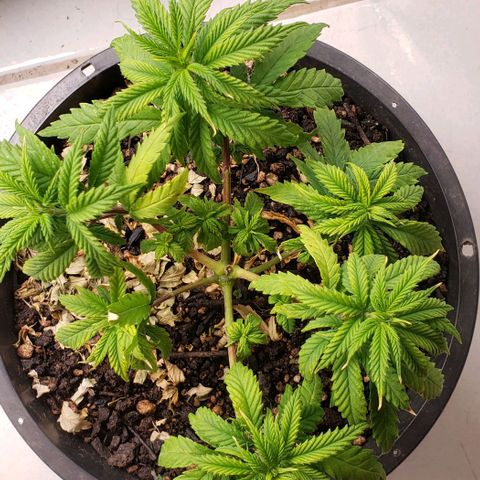 Prensend  growlog timeline photo