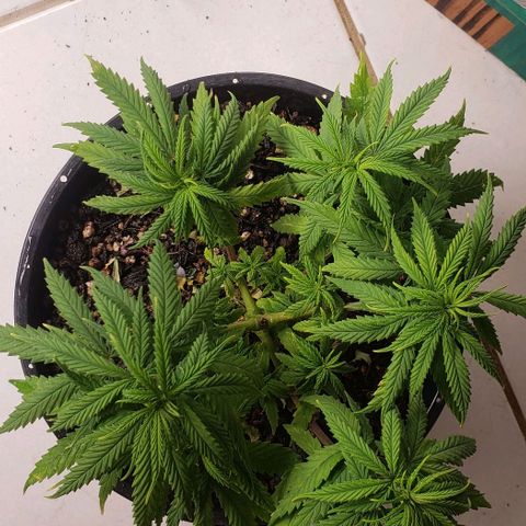 K #1 hermafrodita  growlog timeline photo