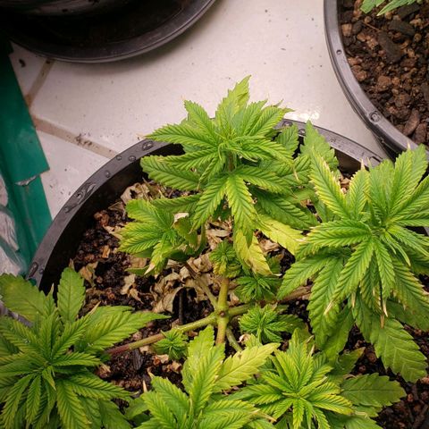 Prensend  growlog timeline photo