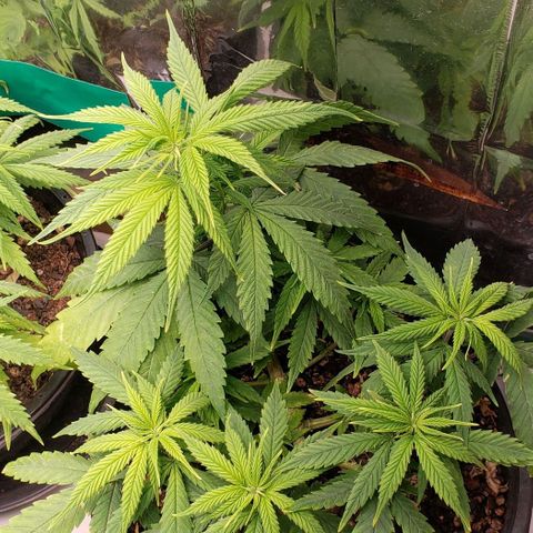 K #2 growlog timeline photo