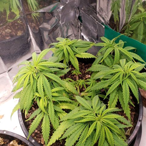 K #1 hermafrodita  growlog timeline photo