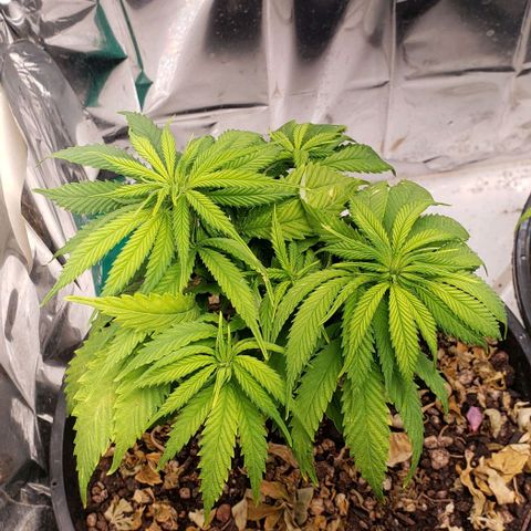 Kalifa growlog timeline photo
