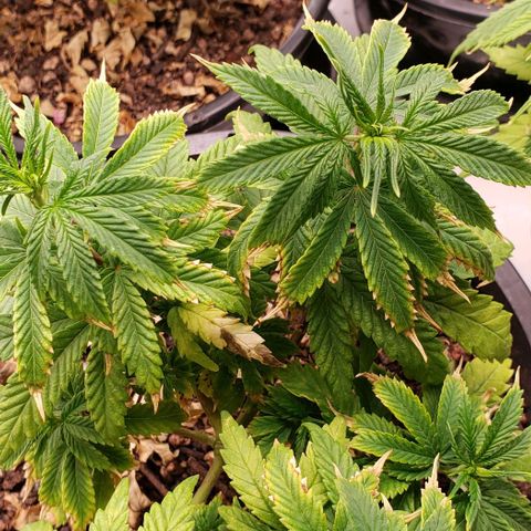 Prensend  growlog timeline photo