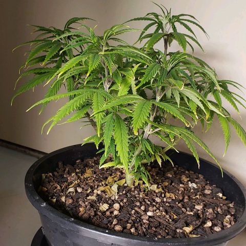 K #1 hermafrodita  growlog timeline photo
