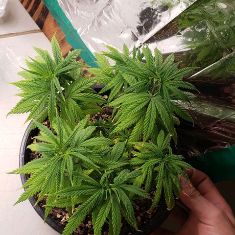 K #1 hermafrodita  growlog timeline photo