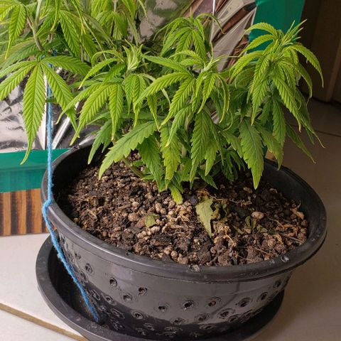 K #2 growlog timeline photo