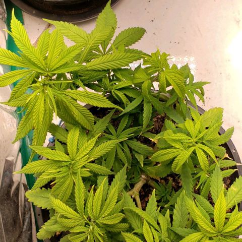 K #2 growlog timeline photo