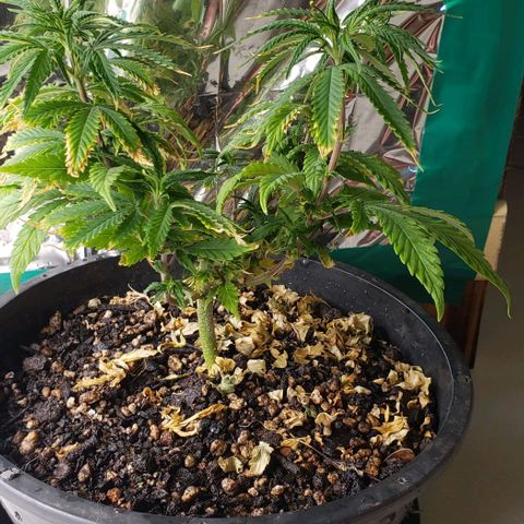 Prensend  growlog timeline photo
