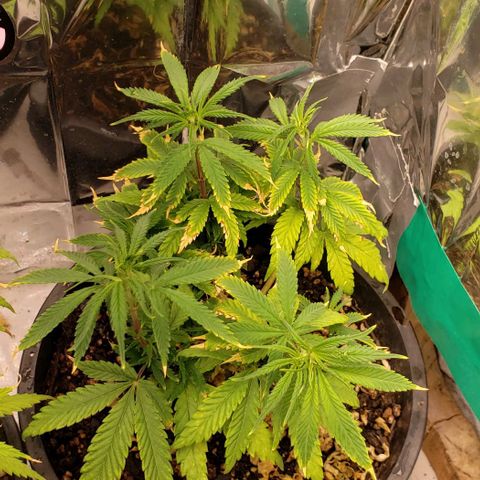 Prensend  growlog timeline photo