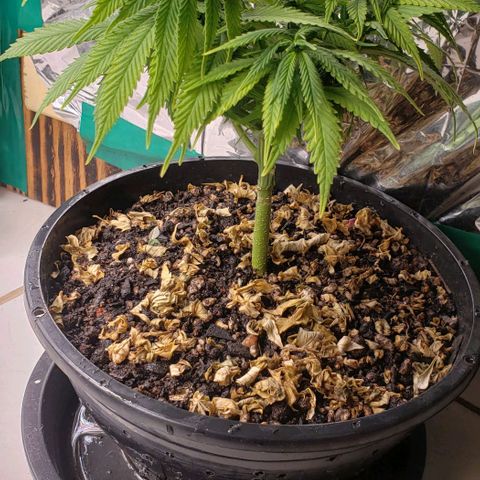 Kalifa growlog timeline photo