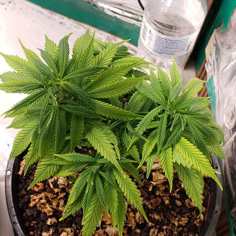 Kalifa growlog timeline photo