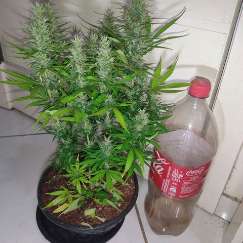 K #2 growlog timeline photo