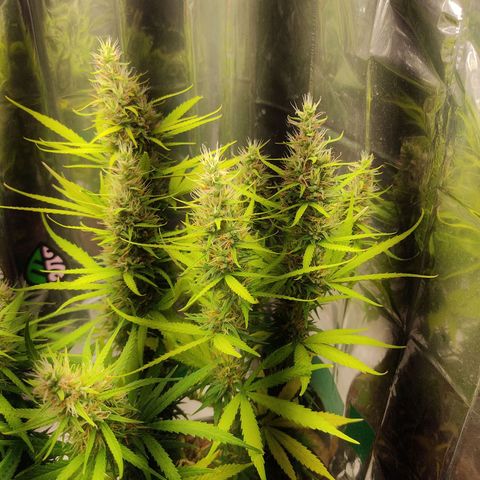 K #2 growlog timeline photo