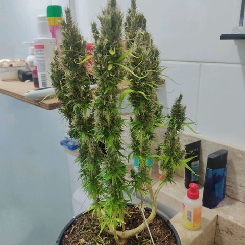 K #2 growlog timeline photo
