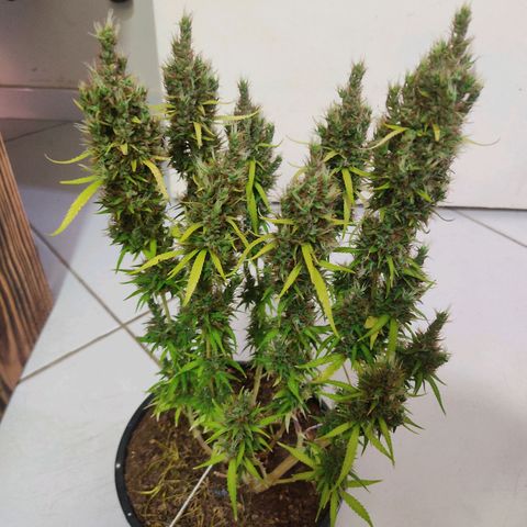 K #2 growlog timeline photo