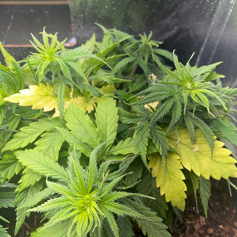 Prensend  growlog timeline photo