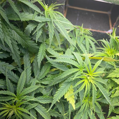 Prensend  growlog timeline photo