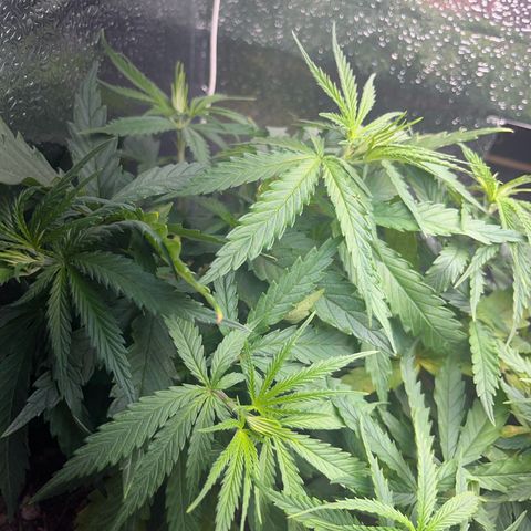 Prensend  growlog timeline photo