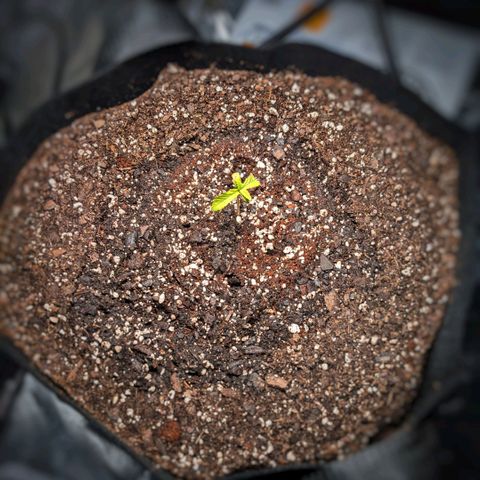 Fog OG growlog timeline photo