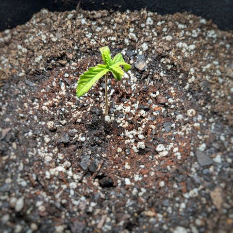 Fog OG growlog timeline photo