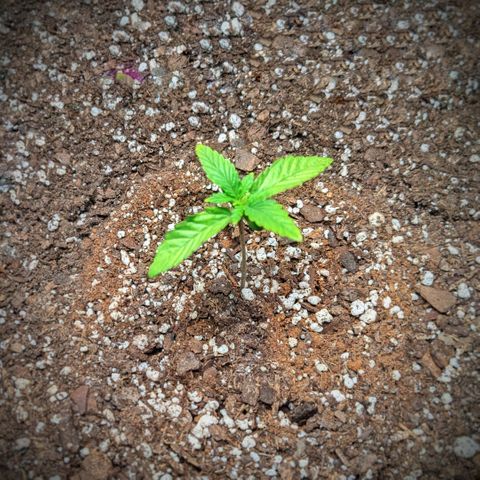 Fog OG growlog timeline photo
