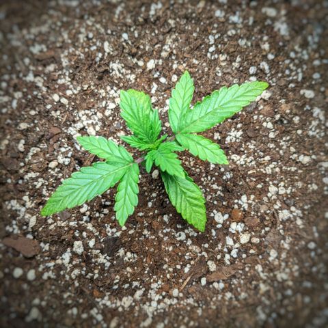 Fog OG growlog timeline photo