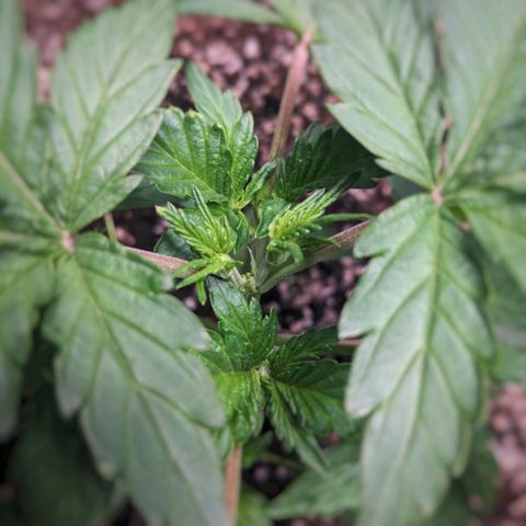 Fog OG growlog photo: Growth after topping