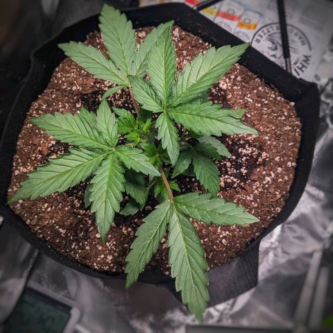 Fog OG growlog timeline photo